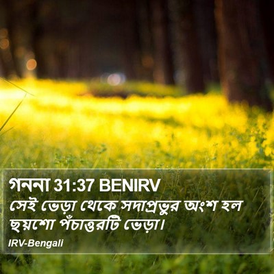 গননা 31:37 BENIRV Bible Verse Image