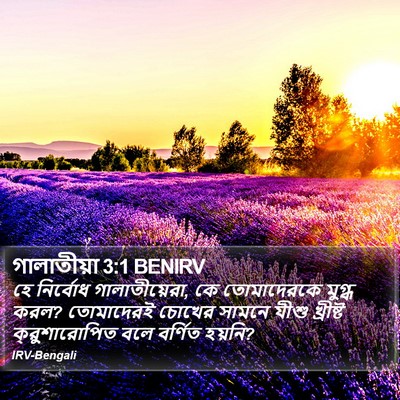 গালাতীয়া 3:1 BENIRV Bible Verse Image