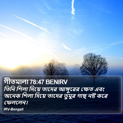 গীতমালা 78:47 BENIRV Bible Verse Image