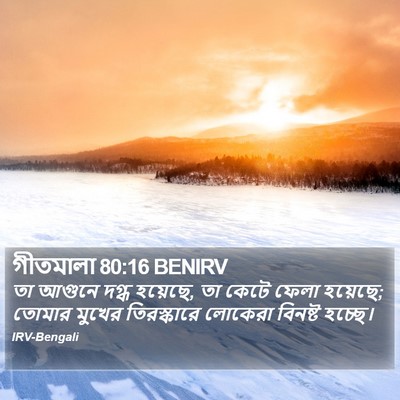 গীতমালা 80:16 BENIRV Bible Verse Image