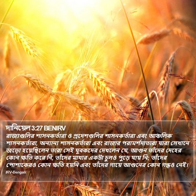 দানিয়েল 3:27 BENIRV Bible Verse Image