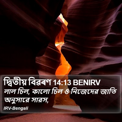 দ্বিতীয় বিৱৰণ 14:13 BENIRV Bible Verse Image