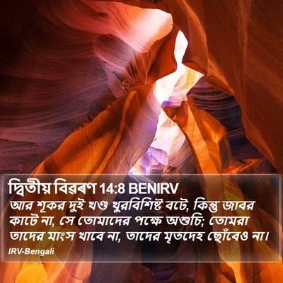 দ্বিতীয় বিৱৰণ 14:8 BENIRV Bible Verse Image