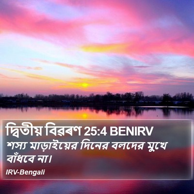 দ্বিতীয় বিৱৰণ 25:4 BENIRV Bible Verse Image