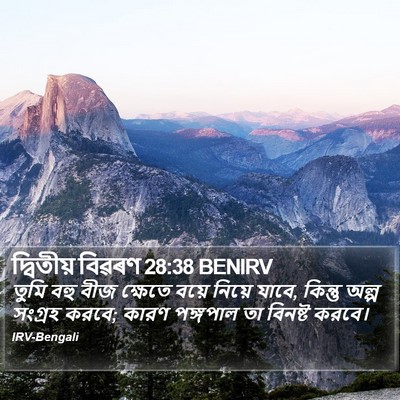 দ্বিতীয় বিৱৰণ 28:38 BENIRV Bible Verse Image