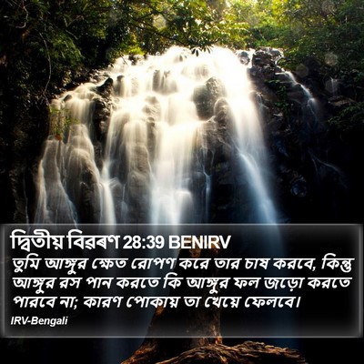 দ্বিতীয় বিৱৰণ 28:39 BENIRV Bible Verse Image