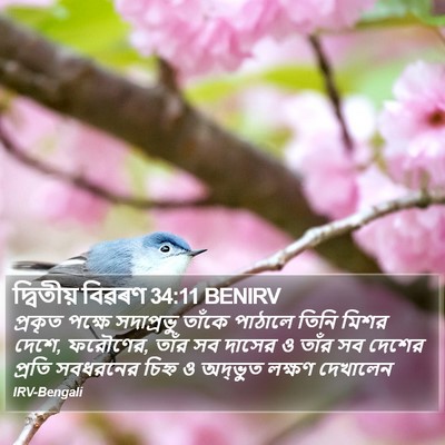 দ্বিতীয় বিৱৰণ 34:11 BENIRV Bible Verse Image