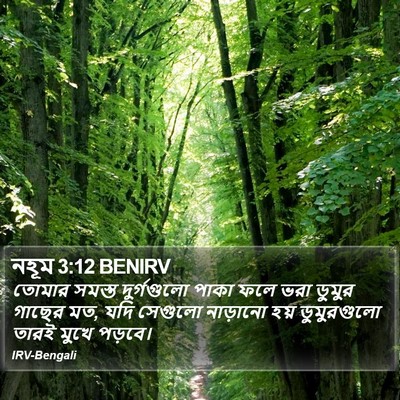 নহূম 3:12 BENIRV Bible Verse Image