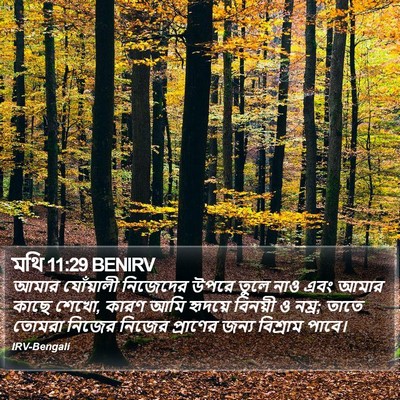 মথি 11:29 BENIRV Bible Verse Image