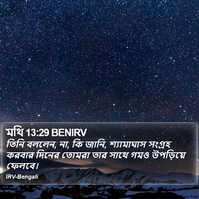 মথি 13:29 BENIRV Bible Verse Image