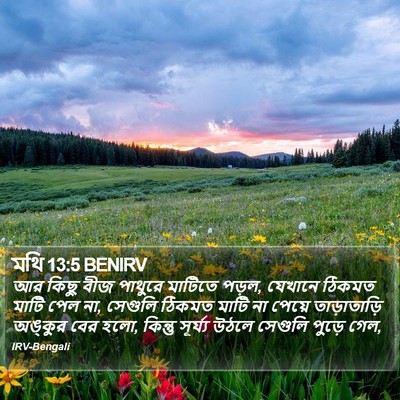 মথি 13:5 BENIRV Bible Verse Image