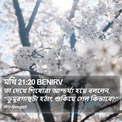 মথি 21:20 BENIRV Bible Verse Image