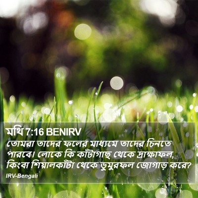 মথি 7:16 BENIRV Bible Verse Image
