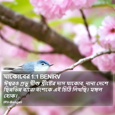 যাকোবের 1:1 BENIRV Bible Verse Image