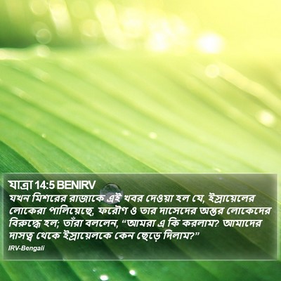 যাত্ৰা 14:5 BENIRV Bible Verse Image