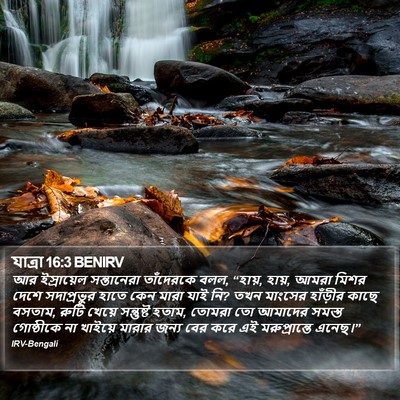 যাত্ৰা 16:3 BENIRV Bible Verse Image