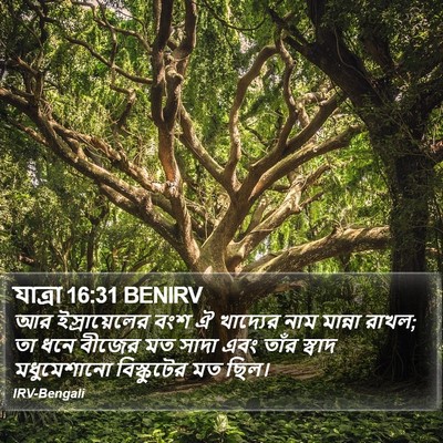 যাত্ৰা 16:31 BENIRV Bible Verse Image