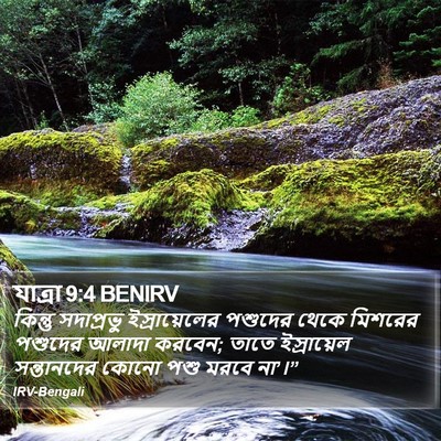 যাত্ৰা 9:4 BENIRV Bible Verse Image