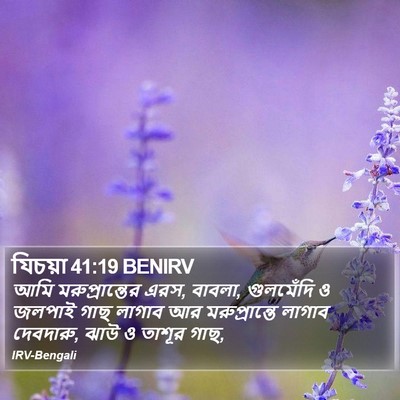 যিচয়া 41:19 BENIRV Bible Verse Image