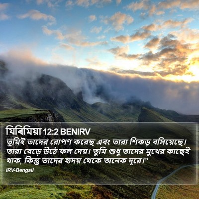 যিৰিমিয়া 12:2 BENIRV Bible Verse Image