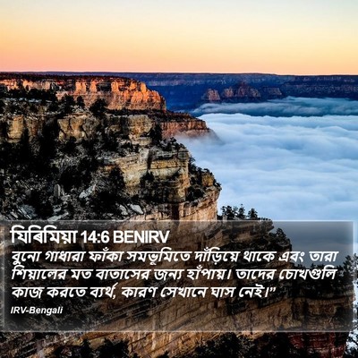 যিৰিমিয়া 14:6 BENIRV Bible Verse Image