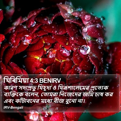 যিৰিমিয়া 4:3 BENIRV Bible Verse Image