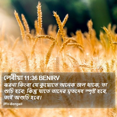 লেবীয়া 11:36 BENIRV Bible Verse Image