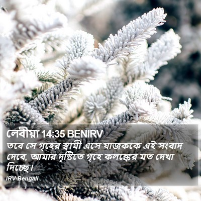 লেবীয়া 14:35 BENIRV Bible Verse Image