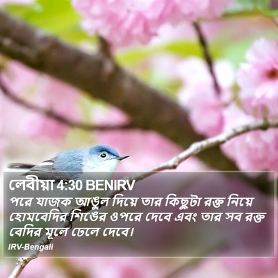 লেবীয়া 4:30 BENIRV Bible Verse Image