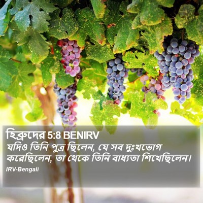 হিব্রুদের 5:8 BENIRV Bible Verse Image