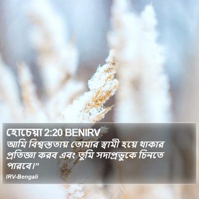 হোচেয়া 2:20 BENIRV Bible Verse Image