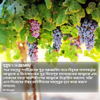 হ্গ্গয় 1:14 BENIRV Bible Verse Image