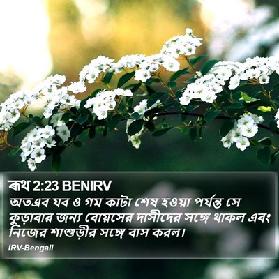 ৰূথ 2:23 BENIRV Bible Verse Image