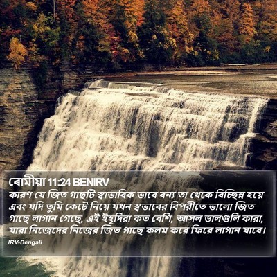 ৰোমীয়া 11:24 BENIRV Bible Verse Image