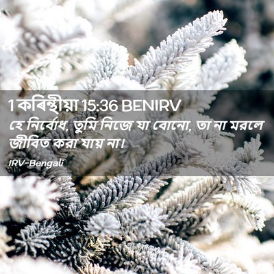 Picture 02 - 1 কৰিন্থীয়া 15:36 BENIRV - হে নির্বোধ, তুমি - Bible Verse Picture