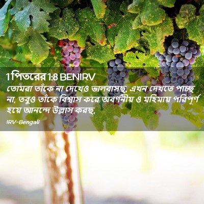 Picture 02 - 1 পিতরের 1:8 BENIRV - তোমরা তাঁকে না - Bible Verse Picture