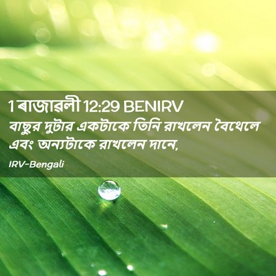 Picture 02 - 1 ৰাজাৱলী 12:29 BENIRV - বাছুর দুটার - Bible Verse Picture