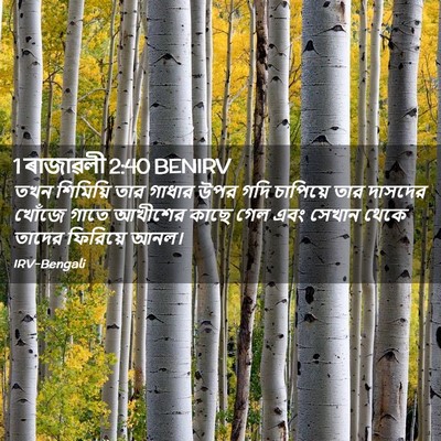 Picture 02 - 1 ৰাজাৱলী 2:40 BENIRV - তখন শিমিয়ি তার - Bible Verse Picture