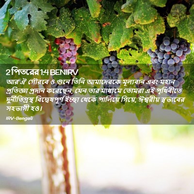 Picture 02 - 2 পিতরের 1:4 BENIRV - আর ঐ গৌরবে ও গুনে - Bible Verse Picture
