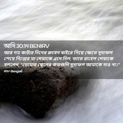 Picture 02 - আদি 30:14 BENIRV - আর গম কাটার দিনের - Bible Verse Picture