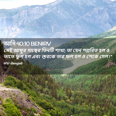 Picture 02 - আদি 40:10 BENIRV - সেই আঙ্গুর গাছের - Bible Verse Picture