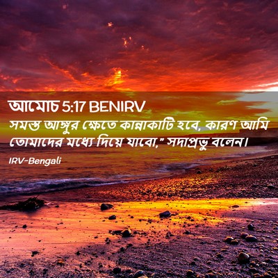 Picture 02 - আমোচ 5:17 BENIRV - সমস্ত আঙ্গুর - Bible Verse Picture