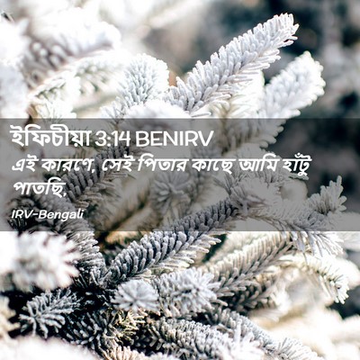 Picture 02 - ইফিচীয়া 3:14 BENIRV - এই কারণে, সেই পিতার - Bible Verse Picture