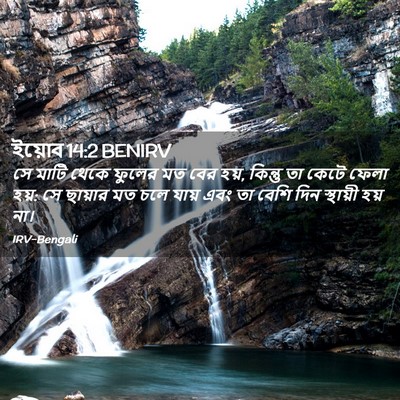 Picture 02 - ইয়োব 14:2 BENIRV - সে মাটি থেকে ফুলের - Bible Verse Picture