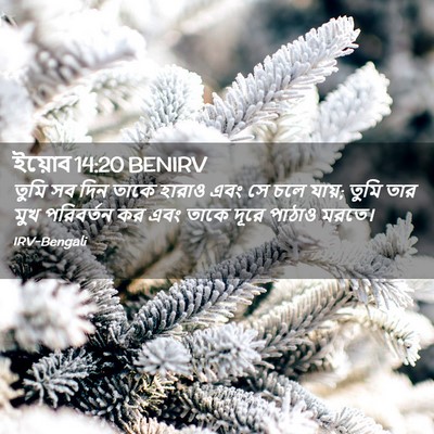 Picture 02 - ইয়োব 14:20 BENIRV - তুমি সব দিন তাকে - Bible Verse Picture