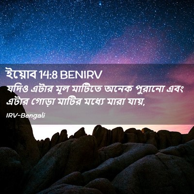 Picture 02 - ইয়োব 14:8 BENIRV - যদিও এটার মূল - Bible Verse Picture