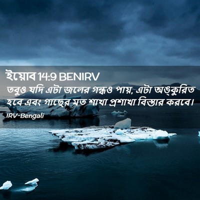 Picture 02 - ইয়োব 14:9 BENIRV - তবুও যদি এটা জলের - Bible Verse Picture