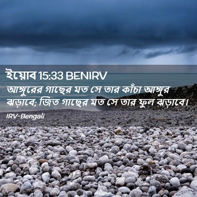 Picture 02 - ইয়োব 15:33 BENIRV - আঙ্গুরের গাছের মত - Bible Verse Picture