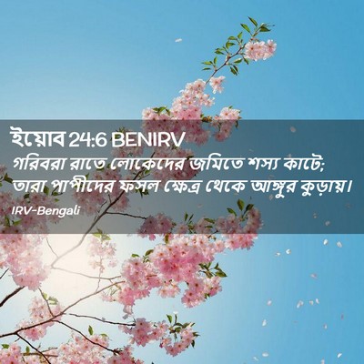 Picture 02 - ইয়োব 24:6 BENIRV - গরিবরা রাতে - Bible Verse Picture