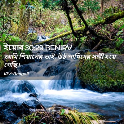 Picture 02 - ইয়োব 30:29 BENIRV - আমি শিয়ালের ভাই, - Bible Verse Picture